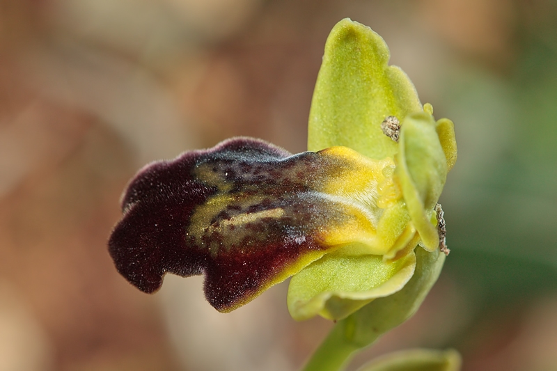 Orchids from Malta